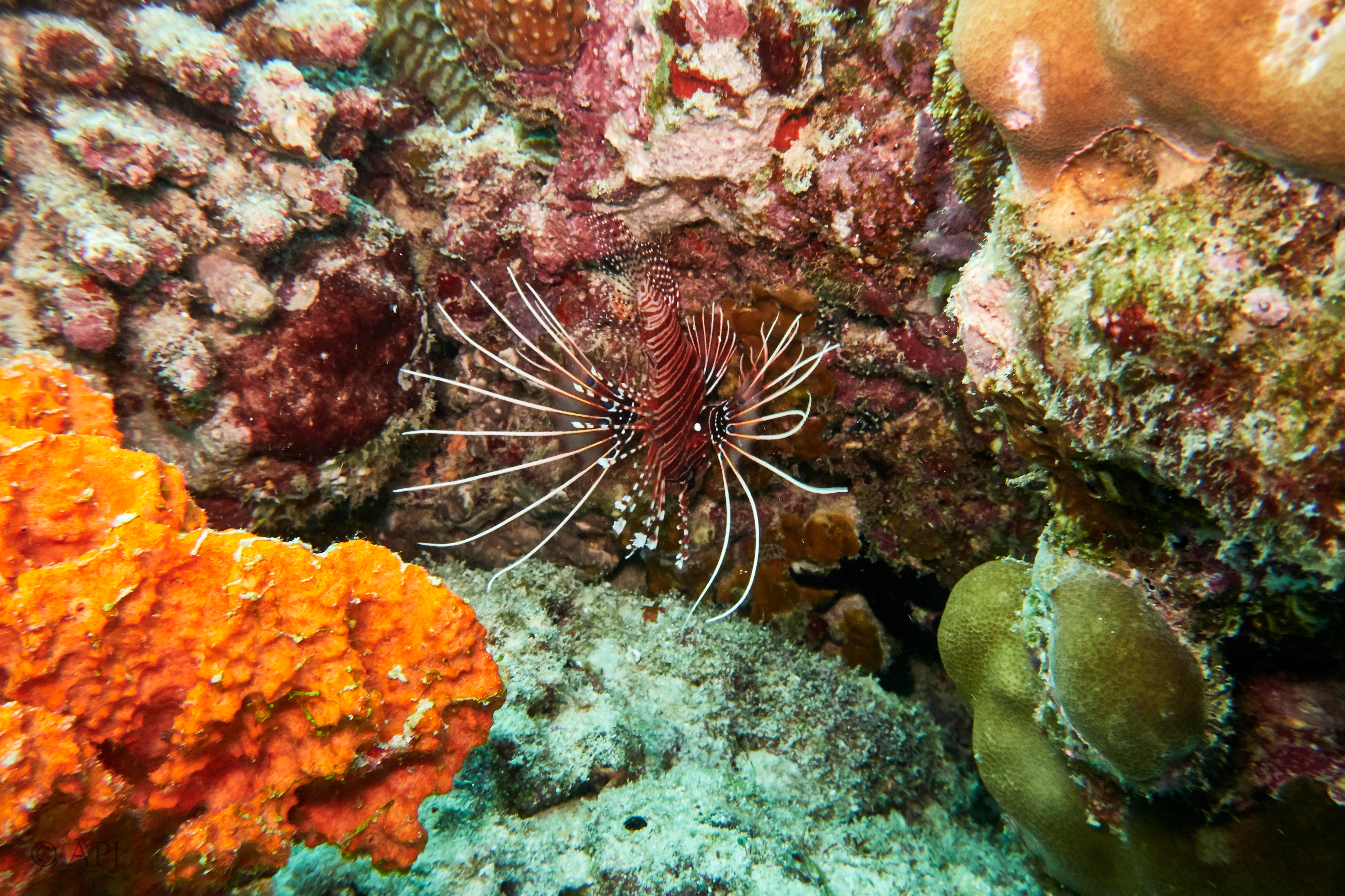 003279 17 08 17  Canon PowerShot G7 X Mark II   Malediven2017